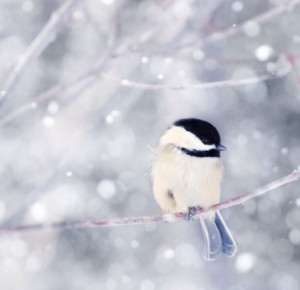 Cute-Bird-in-Winter