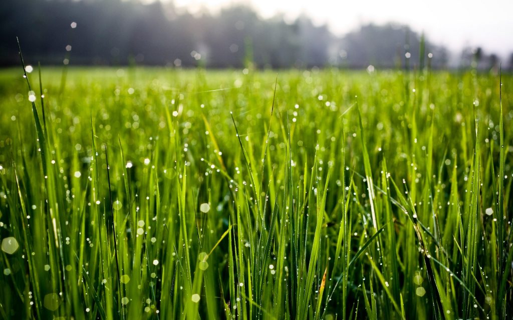 Grass in Spring Wallpaper