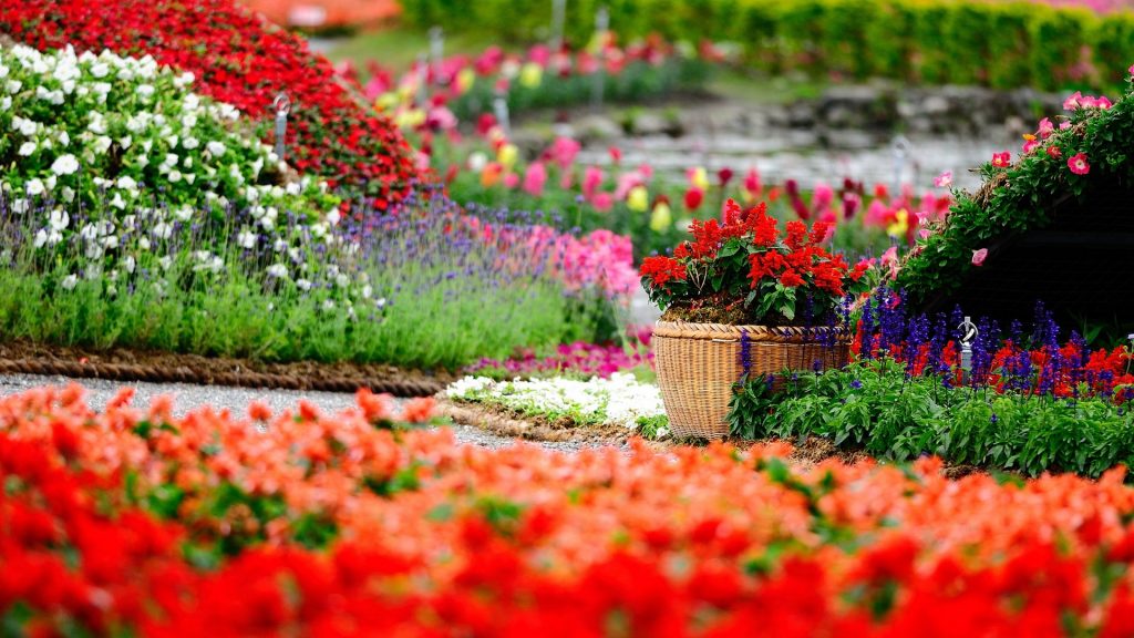 Colorful Flowers in Spring